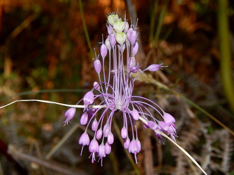 Allium carinatum subsp. pulchellum (=Allium cirrhosum)